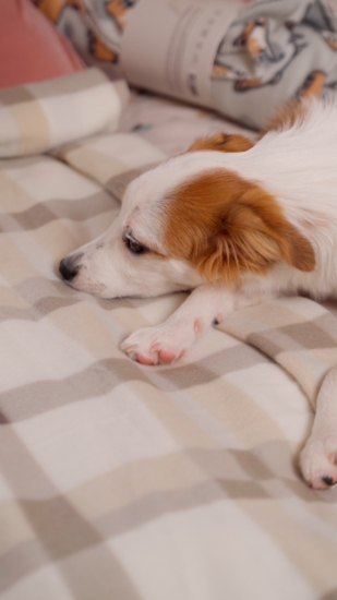 Ardesto Fleece blanket, 130x160cm, 100% polyester, check, beige