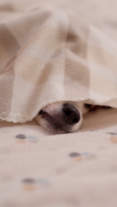 Ardesto Fleece blanket, 130x160cm, 100% polyester, check, beige