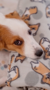 Ardesto Fleece blanket, 130x160cm, 100% polyester, corgi