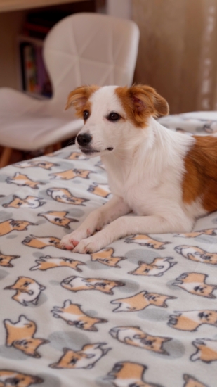 Ardesto Fleece blanket, 130x160cm, 100% polyester, corgi