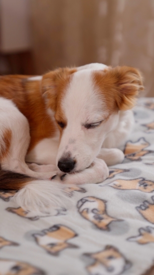 Ardesto Fleece blanket, 130x160cm, 100% polyester, corgi